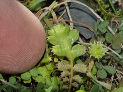 Leptinella squalida squalida