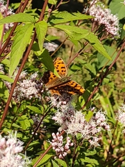 Polygonia c-aureum