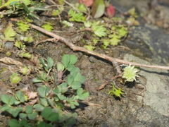 Leptinella squalida squalida