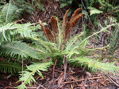 Blechnum nudum
