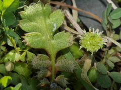 Leptinella squalida squalida
