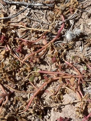 Dasymutilla pseudopappus