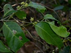 Salacia disepala