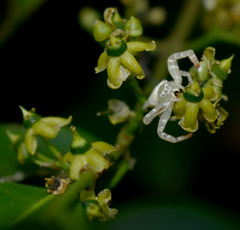 Salacia disepala