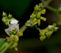 Salacia disepala