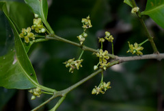 Salacia disepala