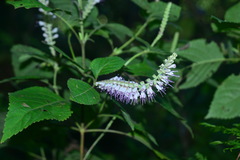 Collinsonia macrobracteata