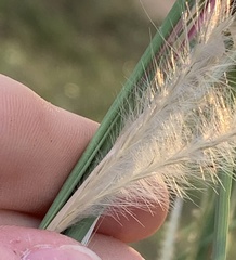 Andropogon ternarius image