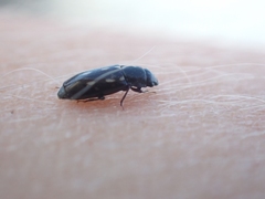 Glischrochilus vittatus