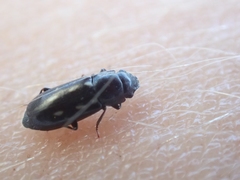 Glischrochilus vittatus