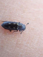 Glischrochilus vittatus