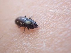 Glischrochilus vittatus