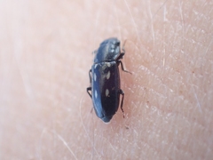 Glischrochilus vittatus