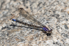 Argia extranea