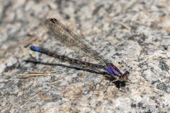 Argia extranea
