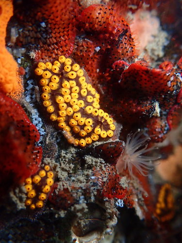 Botrylloides diegensis