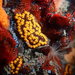 Botrylloides diegensis