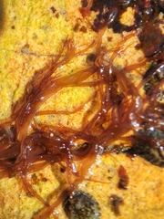 Gloiosiphonia capillaris