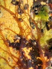 Gloiosiphonia capillaris