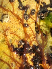 Gloiosiphonia capillaris