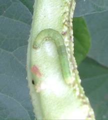 Lepidoptera