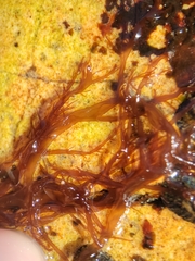 Gloiosiphonia capillaris