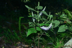 Collinsonia macrobracteata