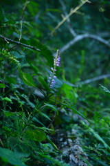 Collinsonia macrobracteata