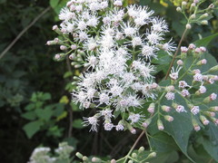 Chromolaena collina
