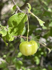 Malpighia diversifolia