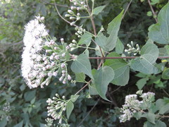 Chromolaena collina