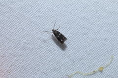 Elachista illectella