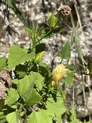 Hibiscus ribifolius
