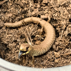 Cyclodomorphus michaeli