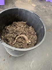 Cyclodomorphus michaeli