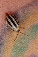 Acalymma trivittatum