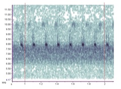 Allonemobius tinnulus