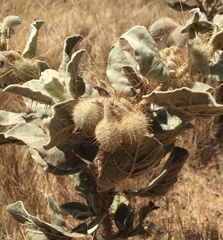 Solanum lasiophyllum