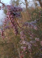Tamarix aucheriana
