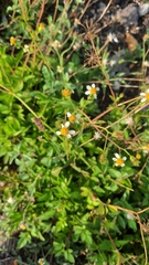 Bidens biternata