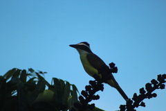 Pitangus sulphuratus