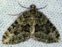 Austrocidaria erasta