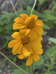 Heliopsis anomala