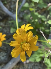 Heliopsis anomala