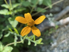 Heliopsis anomala