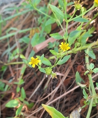 Wollastonia biflora