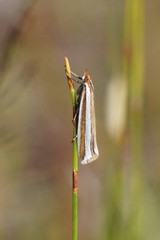 Corynophora lativittalis