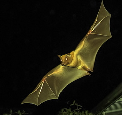 Wahlberg's Epauletted Fruit Bat photo 4