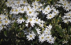 Helophilus antipodus