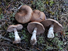 Agaricus arorae